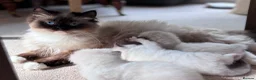 Ragdoll cats for sale: TICA registered Ragdoll Kittens - seal/blue point - Advert 8