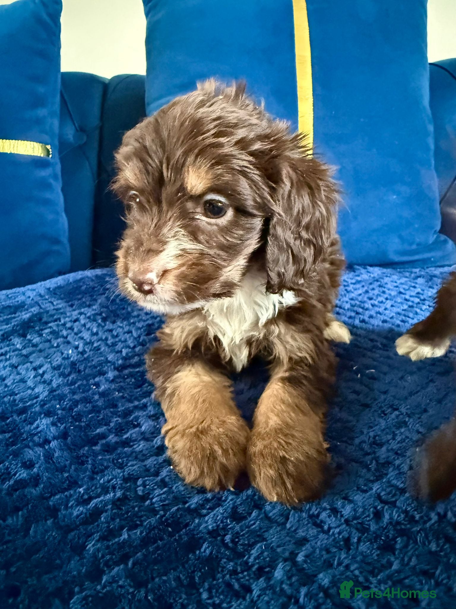 Cockapoo dogs Only two girl left 💞 - Advert 14