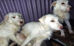 Mixed Breed dogs for adoption: BENJI - a handsome & gentle Boy  for a Loving Home - Image 6