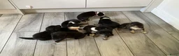 Mixed Breed dogs for sale: 🐾 Beautiful Shollie puppies - Advert 1