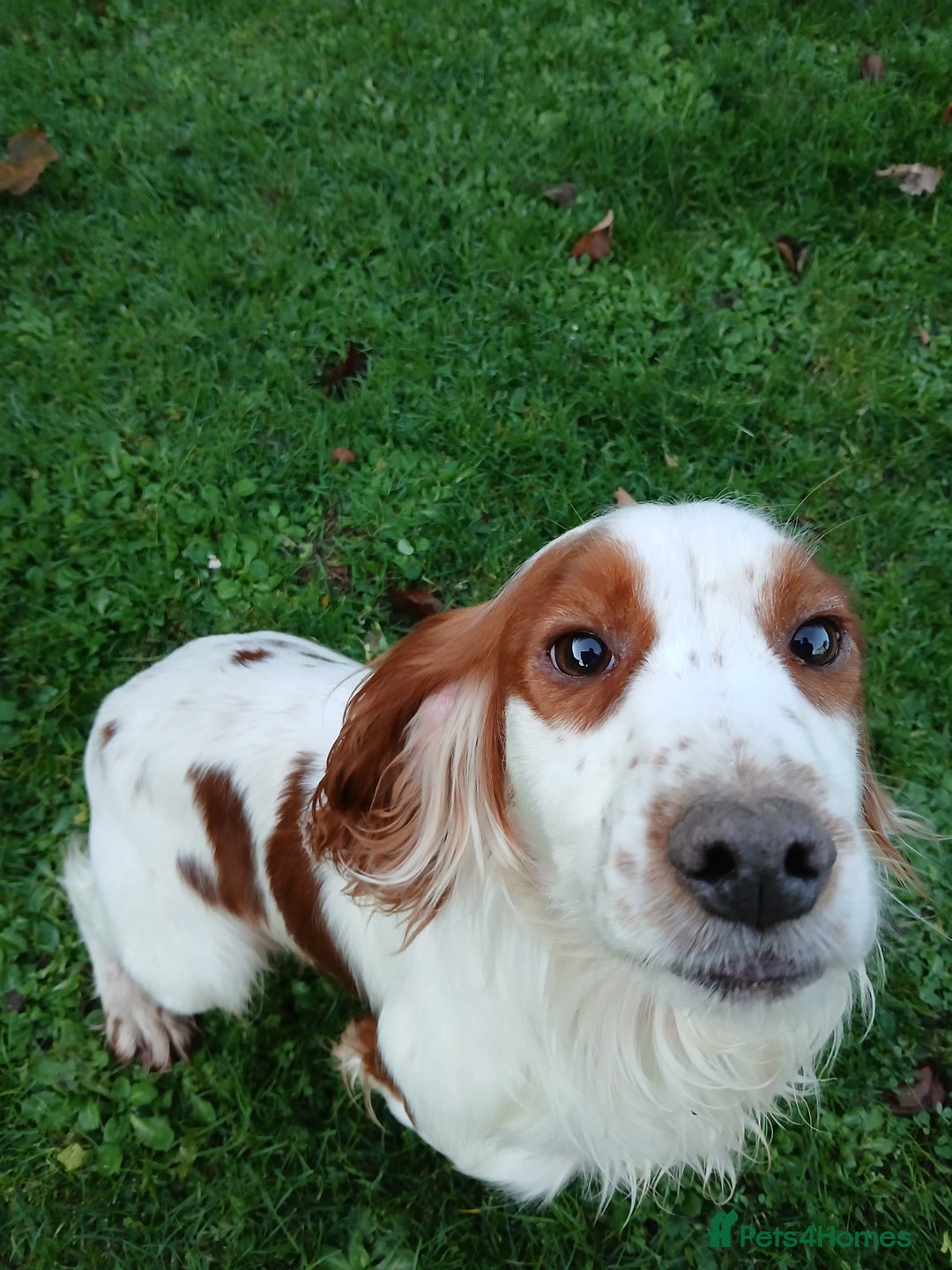Cocker Spaniel dogs for stud: Lemon and White Cocker Spaniel For Stud - Advert 3