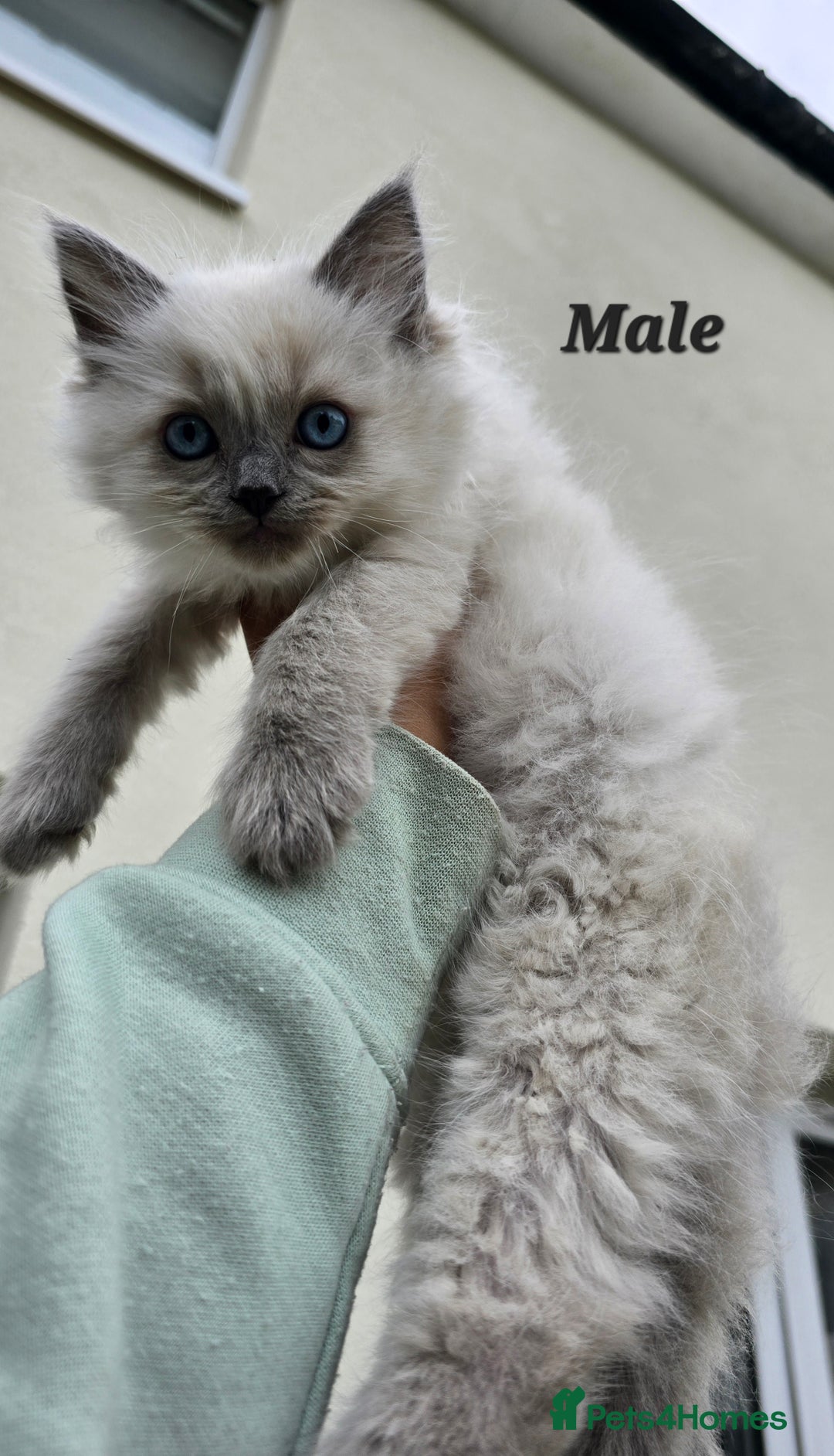 Ragdoll cats for sale: 🐾 Adorable Kittens Ready for Their Forever Homes! - Image 4