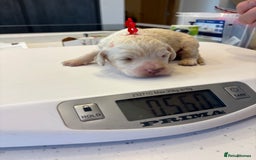 Clumber Spaniel dogs for sale: KC Clumber Spaniels  - Image 3
