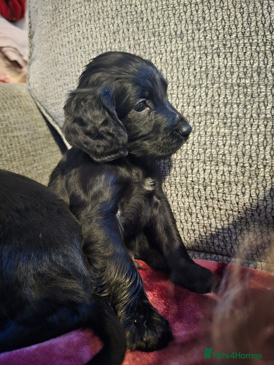 Cocker Spaniel dogs for sale: KC Registered Cocker Spaniel Puppies - Advert 14