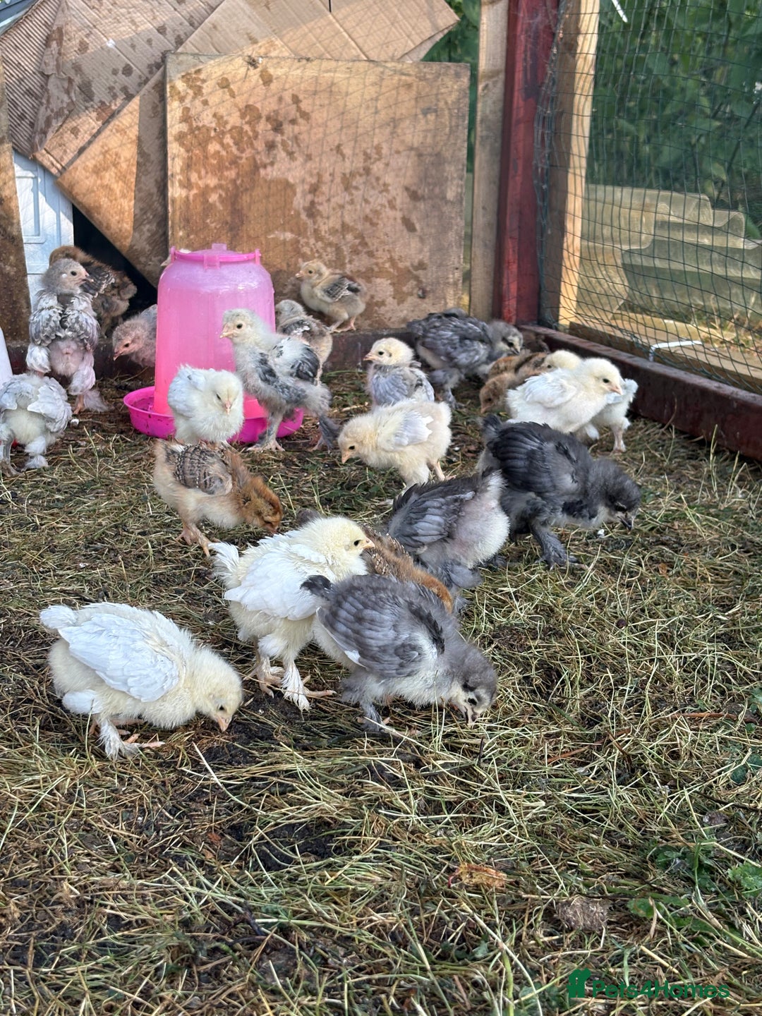 Chickens poultry for sale: Brahma point to lay 16-19 weeks - Image 2