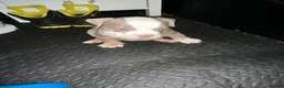 American Bully dogs for sale: Micro American bully pups  in Erith - Advert 12