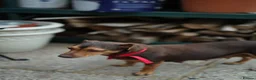 Jack Russell dogs for sale: Beautiful Jack Russell puppies for sale - Advert 15