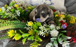 Miniature Schnauzer dogs for sale: Just 2 boys and girls available raised with love - Image 20