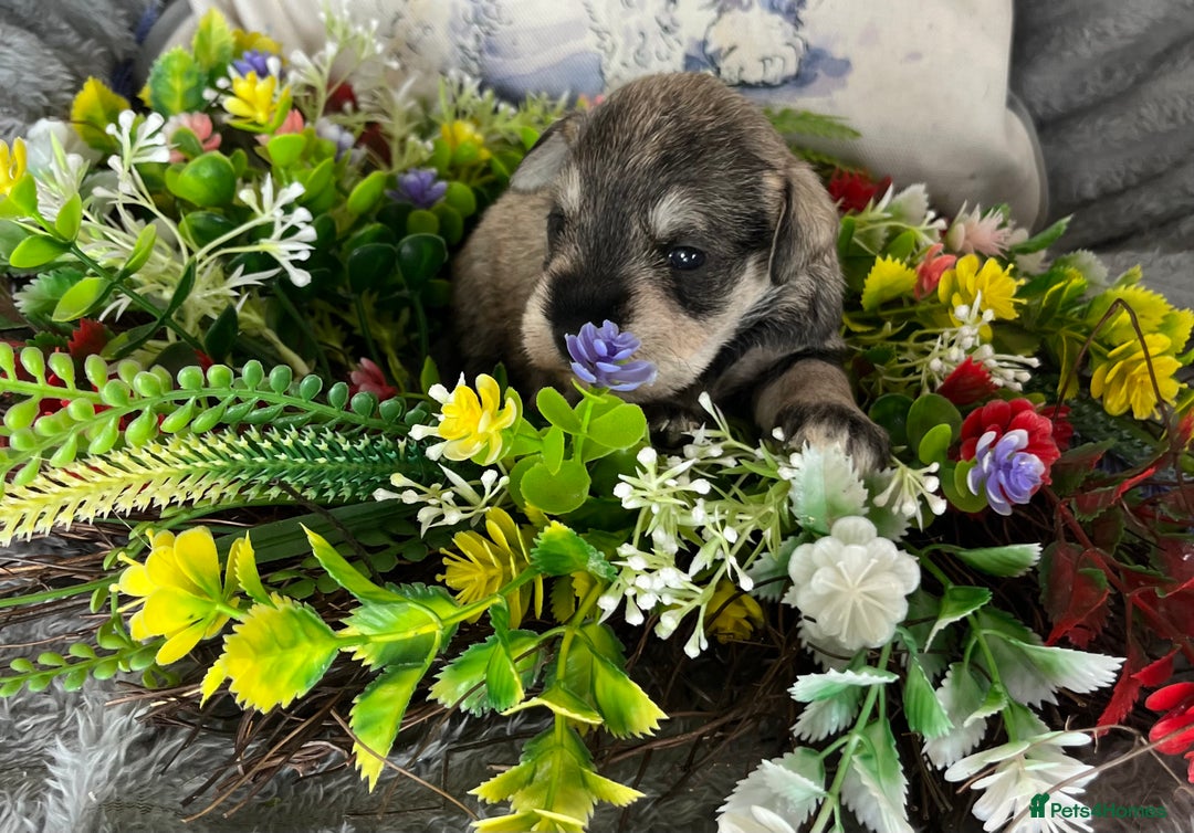 Miniature Schnauzer dogs for sale: Just 2 boys and girls available raised with love - Image 20