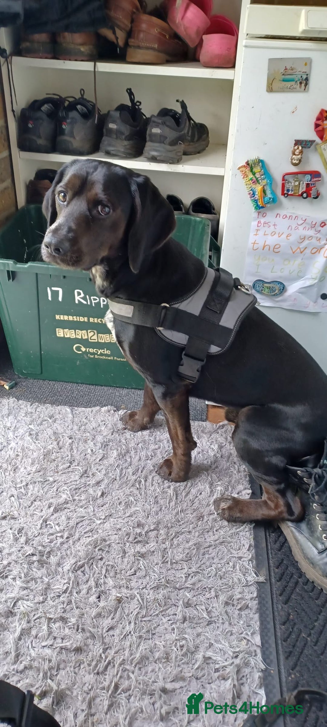 Bocker dogs for stud: Bocker (Spaniel/Beagle) for stud  in Bracknell - Image 10