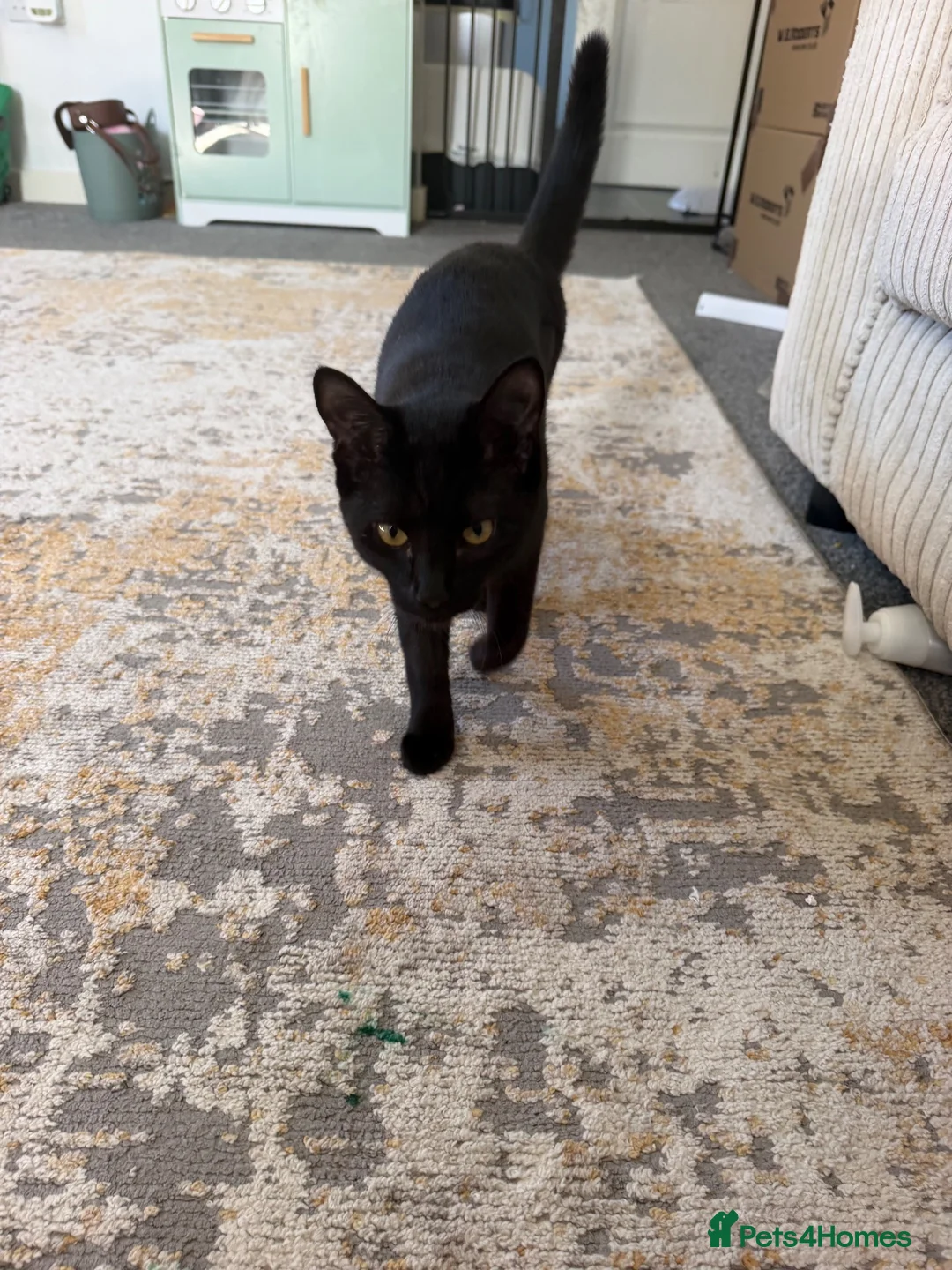 Mixed Breed cats for sale: Brother sister need to go together  in Faversham - Advert 5