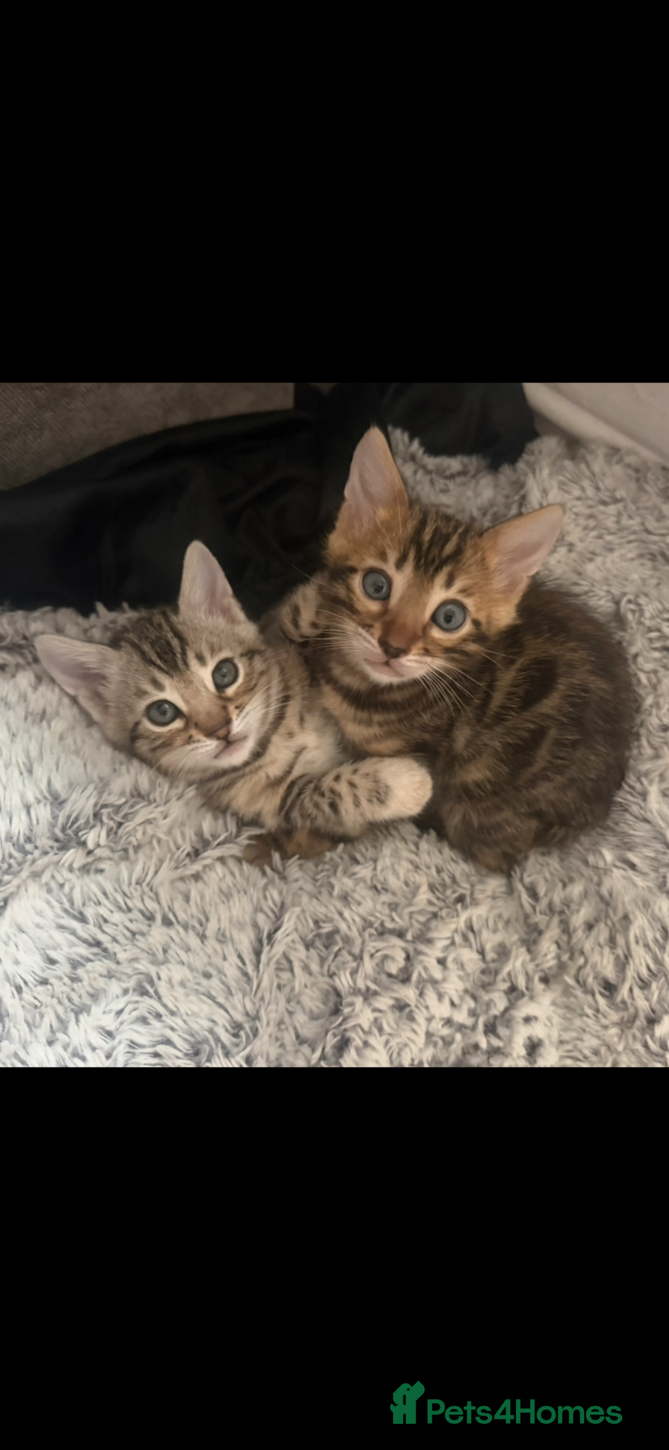 Bengal cats BENGAL 🔥 KITTENS TICA REGISTERED  - Advert 2