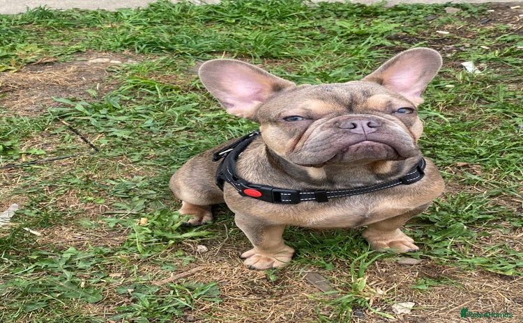 French Bulldog dogs - Advert 2