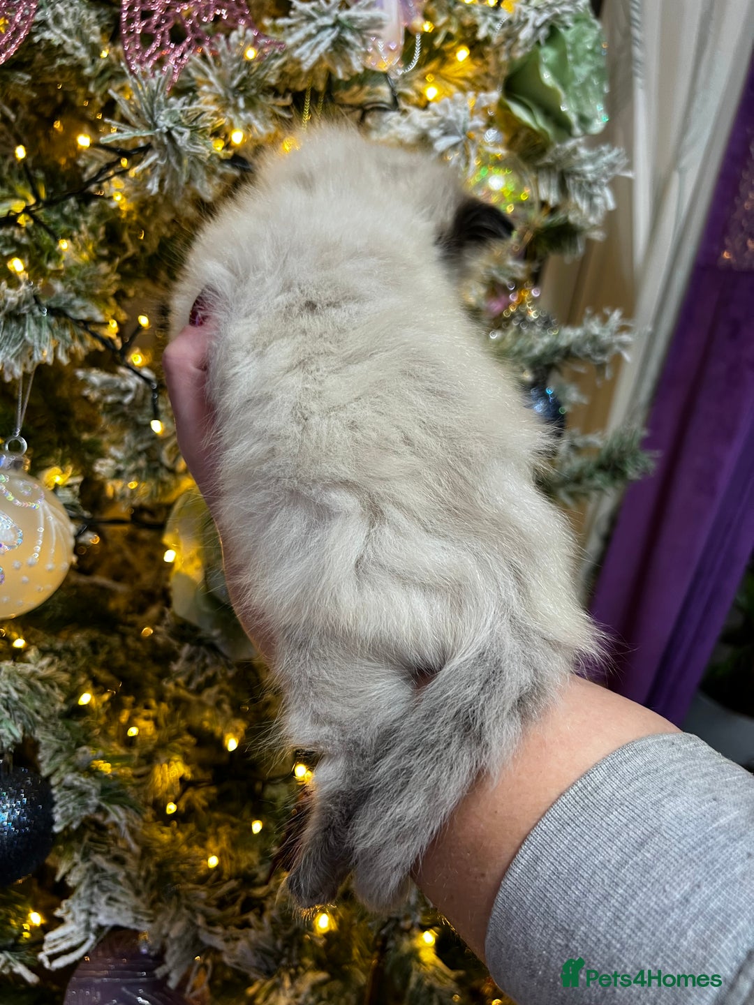 Ragdoll cats for sale: Ragdoll kittens blue point and seal point  - Advert 12