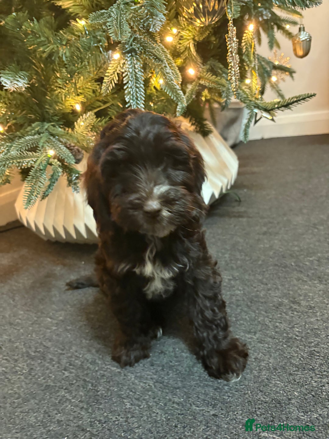 Cockapoo dogs for sale: 1 female cockapoo left from the litter  - Advert 6