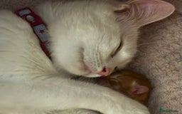 Mixed Breed cats for sale: 3 playful kittens  - Image 4