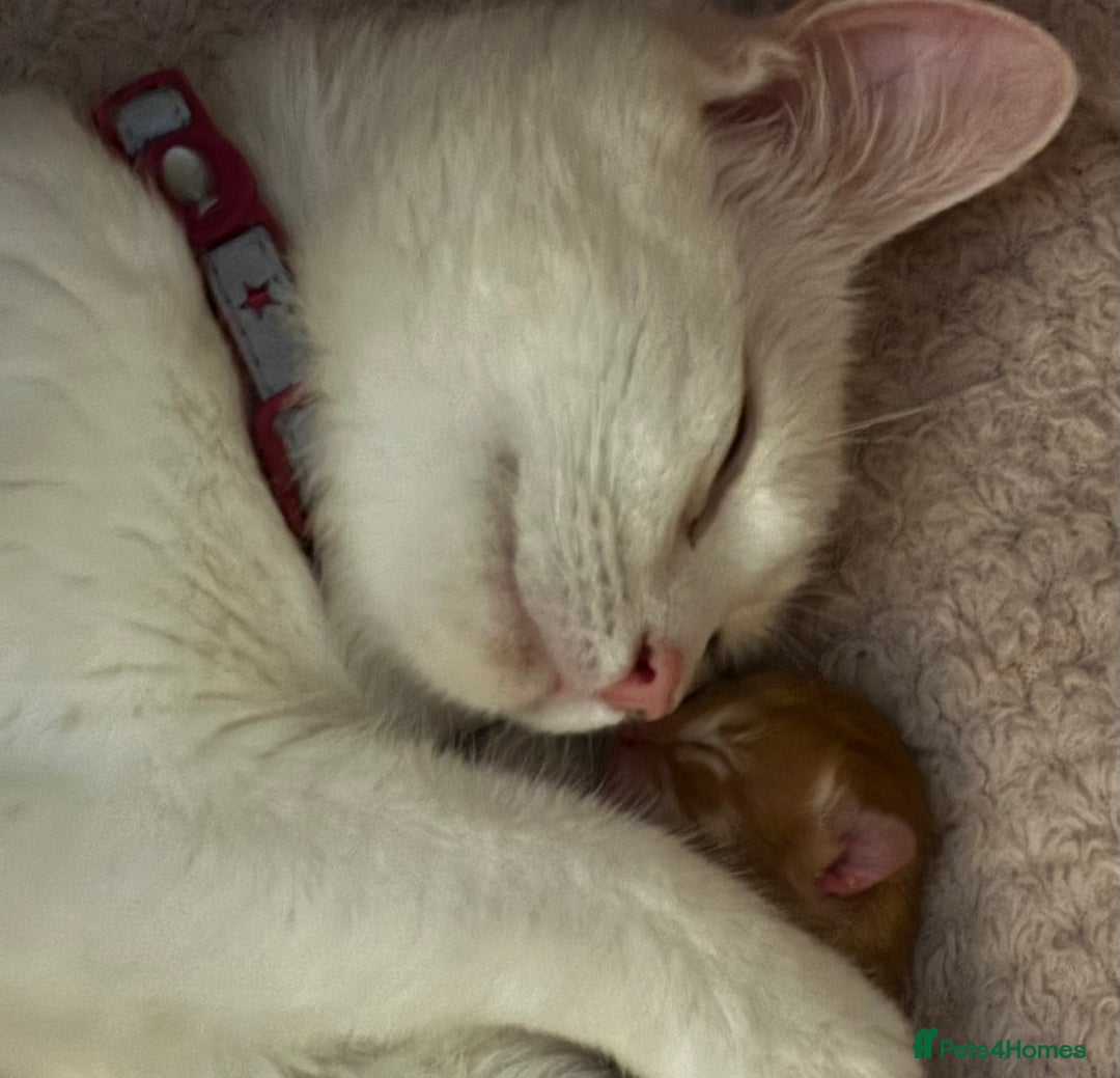 Mixed Breed cats for sale: 3 playful kittens  - Image 4