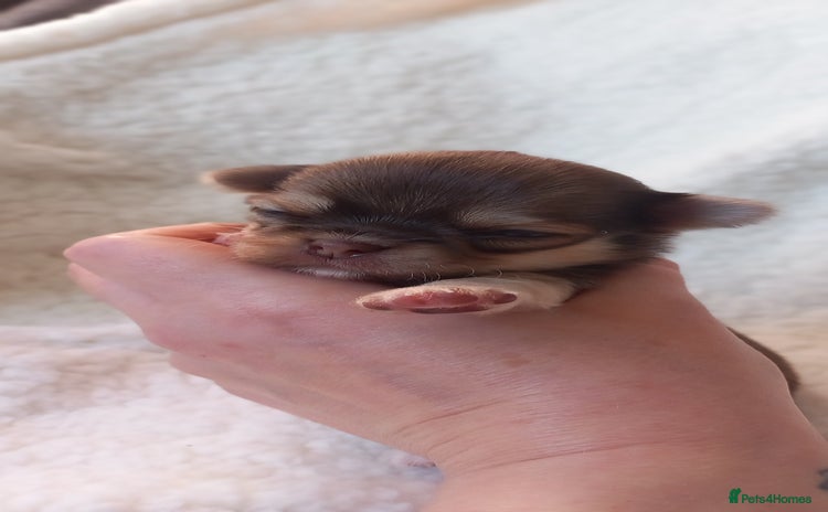 Chihuahua dogs ❤️‍🔥Dna tested parents❤️‍🔥Long-coat 2boys 2girls - Advert 6