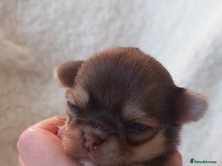 Chihuahua dogs ❤️🔥Dna tested parents❤️🔥Long-coat 2boys 2girls - Advert 12