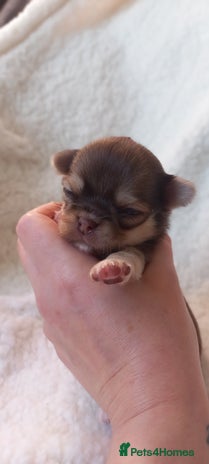 Chihuahua dogs ❤️🔥Dna tested parents❤️🔥Long-coat 2boys 2girls - Advert 6