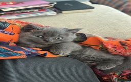 British Shorthair cats for sale: Cutie British Short Hair kittens  - Image 4