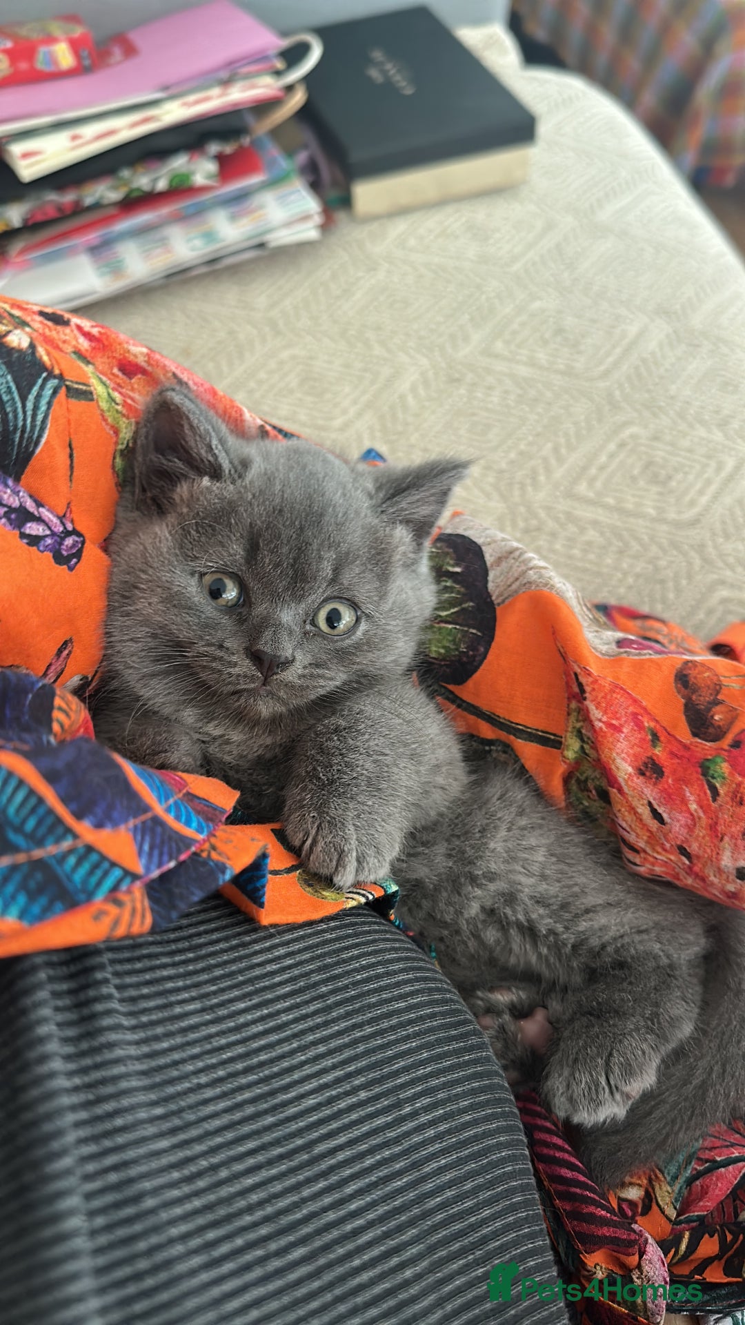 British Shorthair cats for sale: Cutie British Short Hair kittens  - Image 4