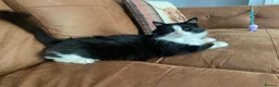 British Shorthair cats for sale: Male Tuxedo Black & White cat in Newark - Advert 2