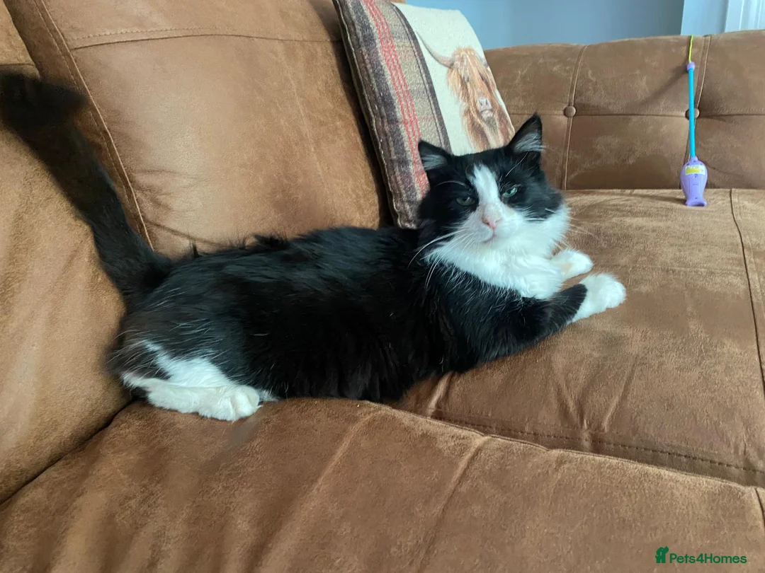 British Shorthair cats for sale: Male Tuxedo Black & White cat in Newark - Advert 2