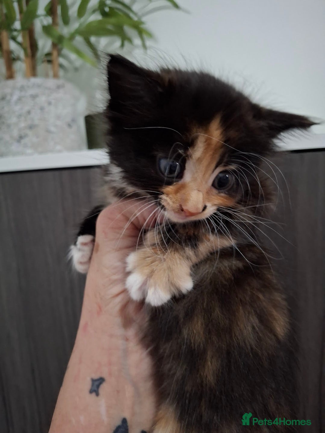 Maine Coon cats for sale: Beautiful Bright Eyed Part Maine Coon Kitten - Image 2