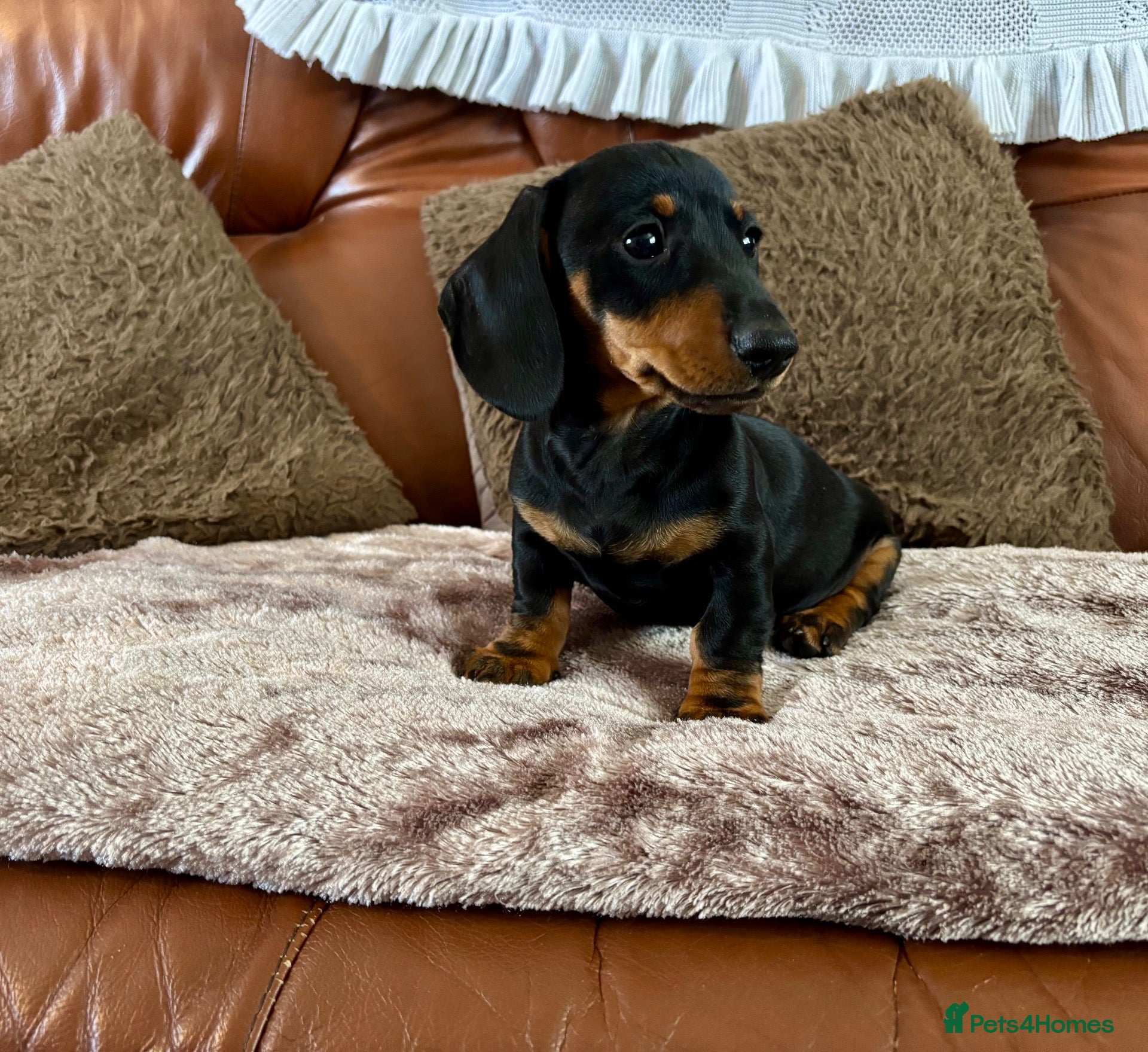 Miniature Dachshund dogs Adorable Miniature Dachshund Puppies! - Advert 1