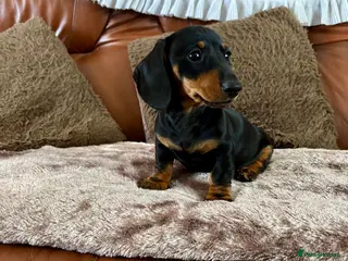 Miniature Dachshund dogs Adorable Miniature Dachshund Puppies! - Advert 1