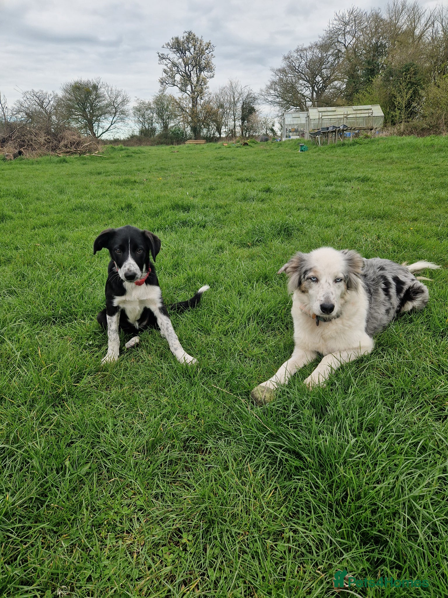 Border Collie dogs New home needed for one pup - Advert 1