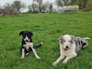Border Collie dogs New home needed for one pup - Advert 1