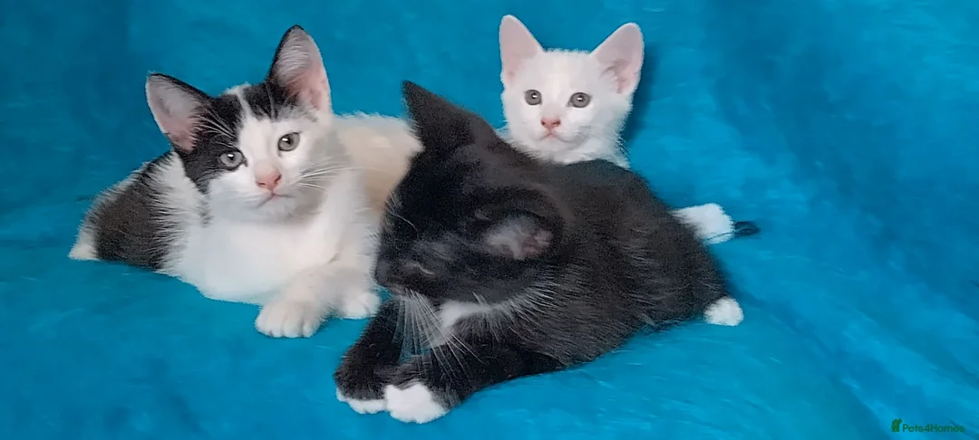Mixed Breed cats for sale: Turkish Angora mix kittens - Advert 2