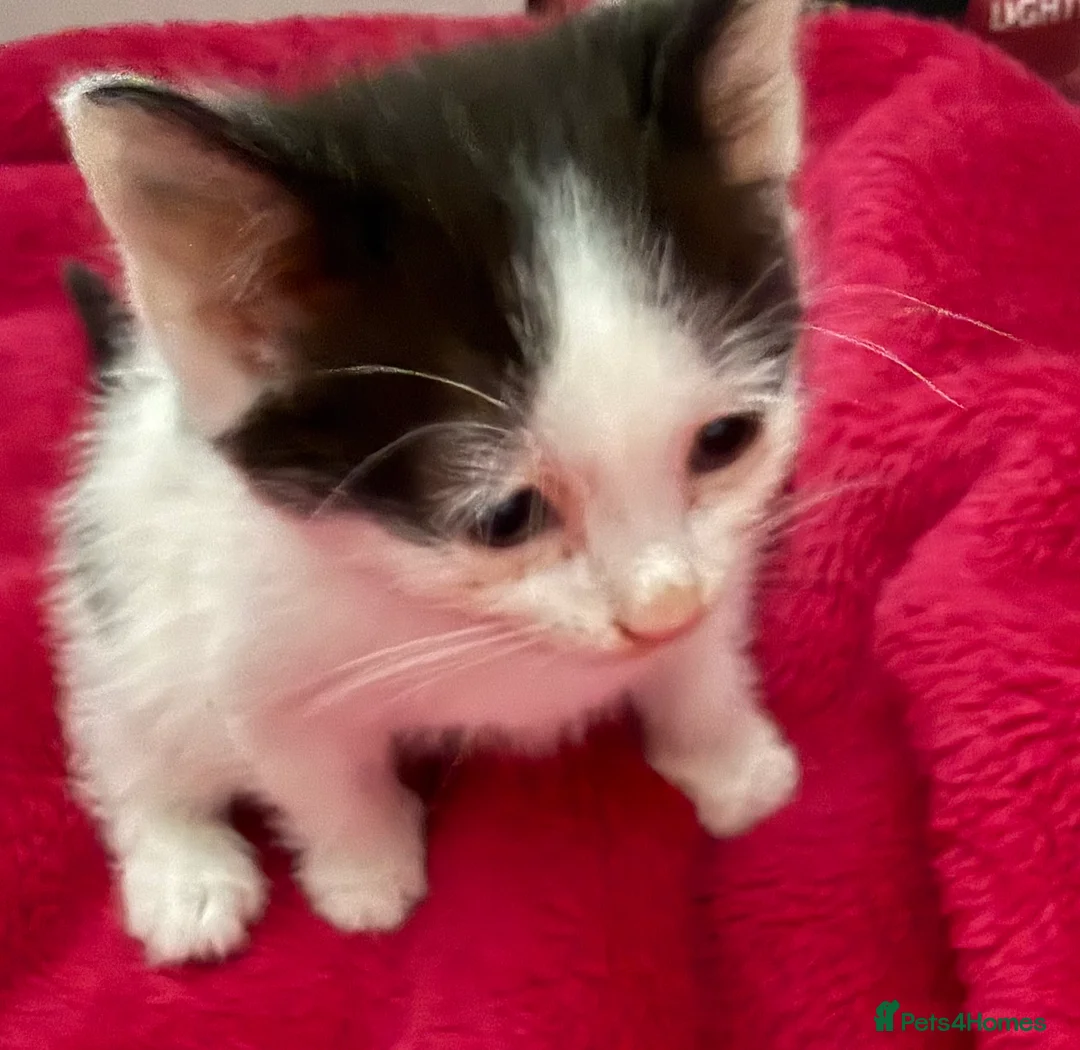 Mixed Breed cats for sale: Kittens looking for loving home  - Advert 6
