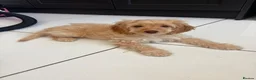 Cockapoo dogs for sale: 1 beautiful F1b darling girl ready to leave  - Advert 1