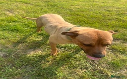 Rhodesian Ridgeback dogs for sale: Lady  - Image 4