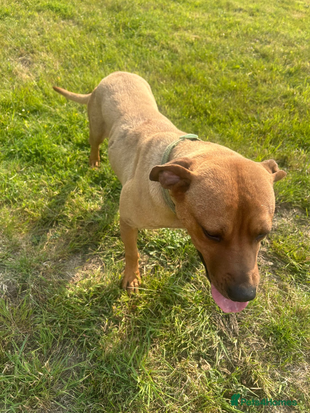 Rhodesian Ridgeback dogs for sale: Lady  - Image 4