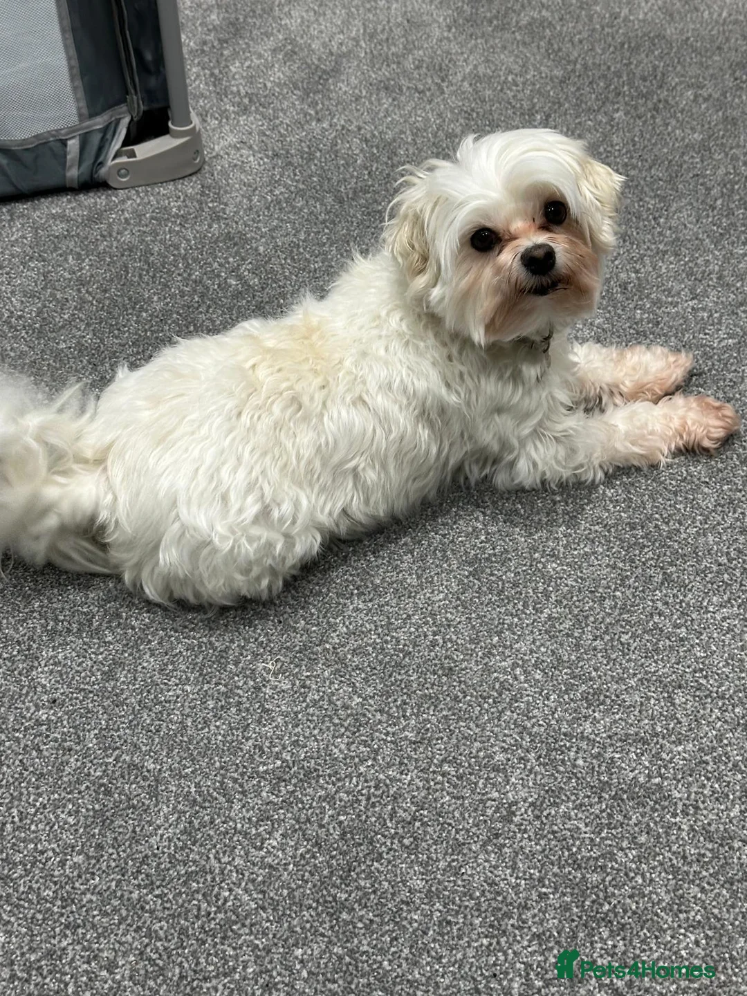 Maltese dogs for adoption: Meet Milo – a Lovely little Boy for a  Loving Home - Advert 9