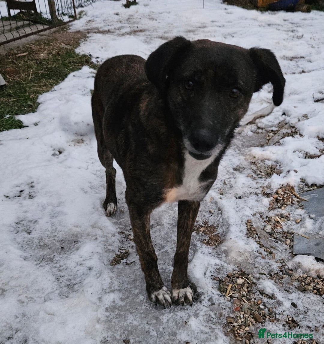 Mixed Breed dogs for adoption: LOLA – Gentle Soul, Bright Eyes & Pure Devotion🤍 - Advert 16