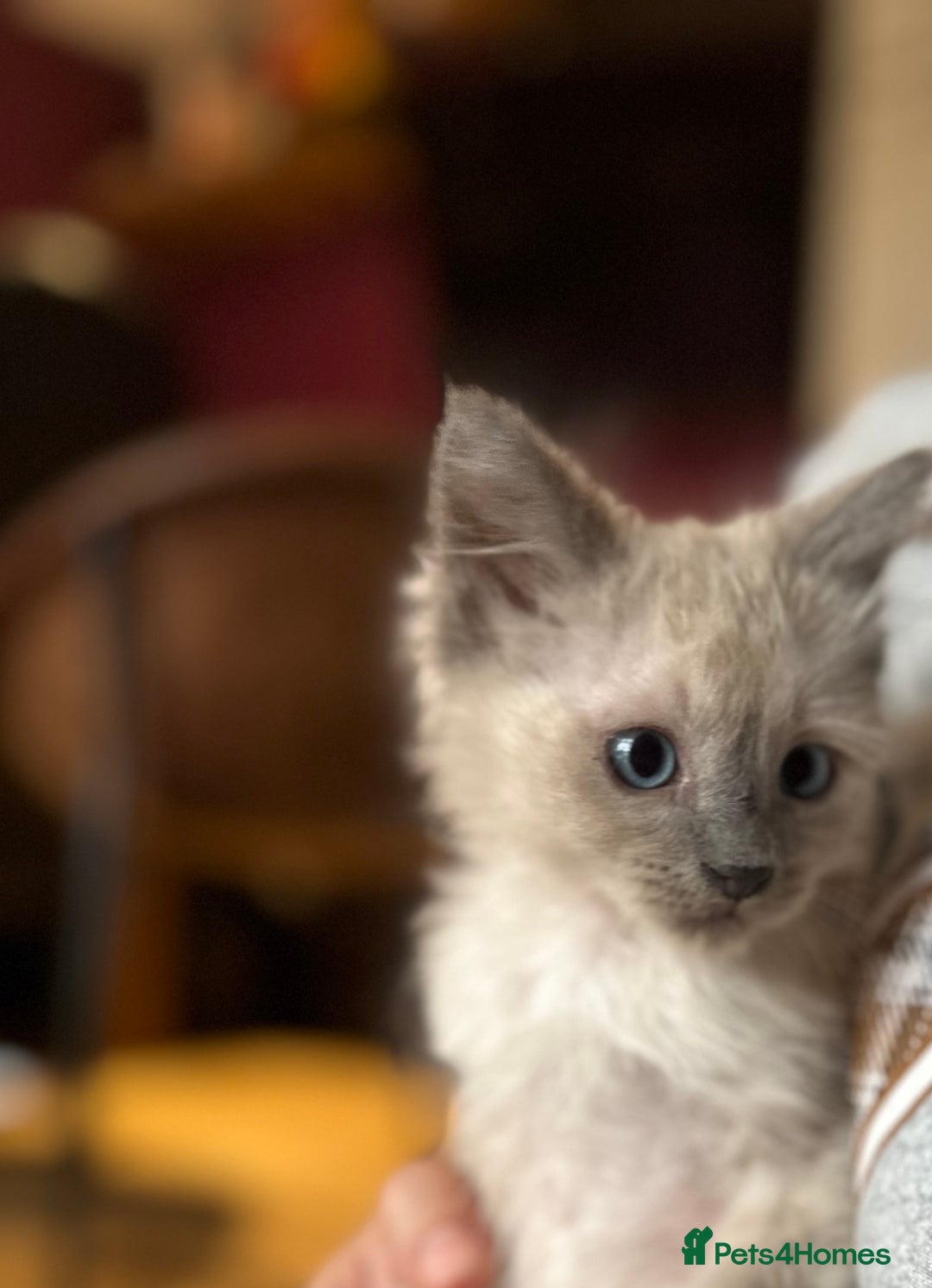 Birman cats for sale: Birman Kitten 2 - Birman kittens  - Image 8