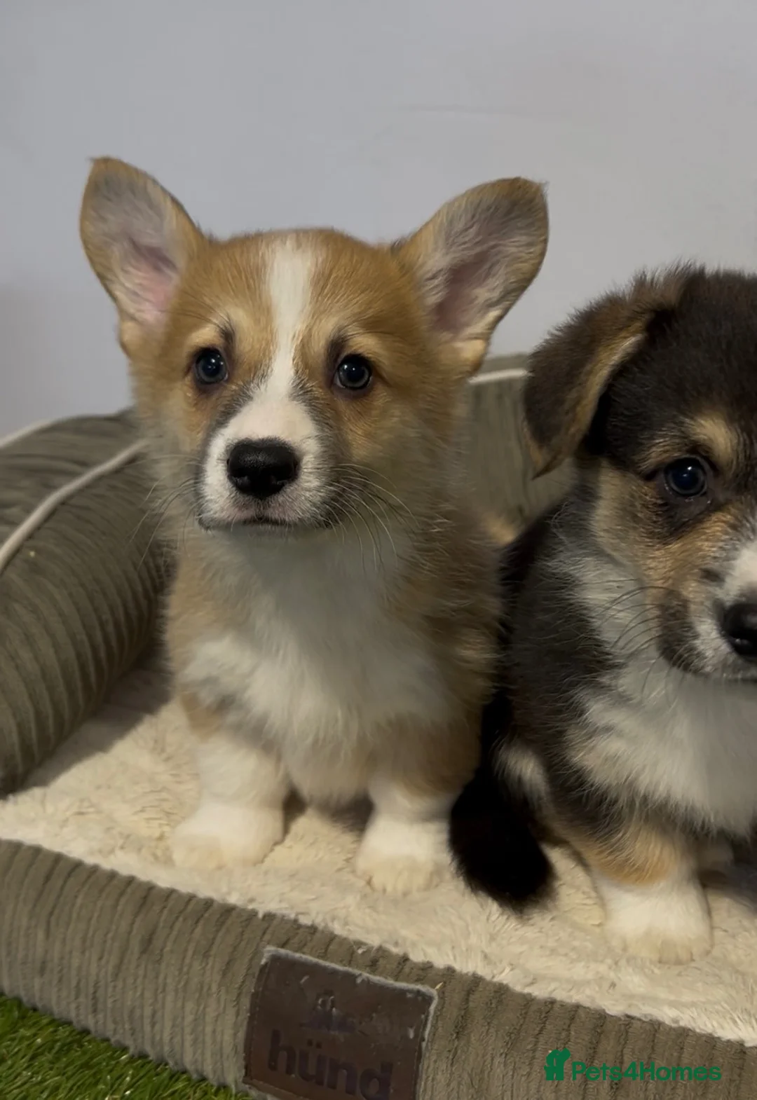 Welsh Corgi Pembroke dogs for sale: Outstanding DNA tested clear Puppies  - Advert 4