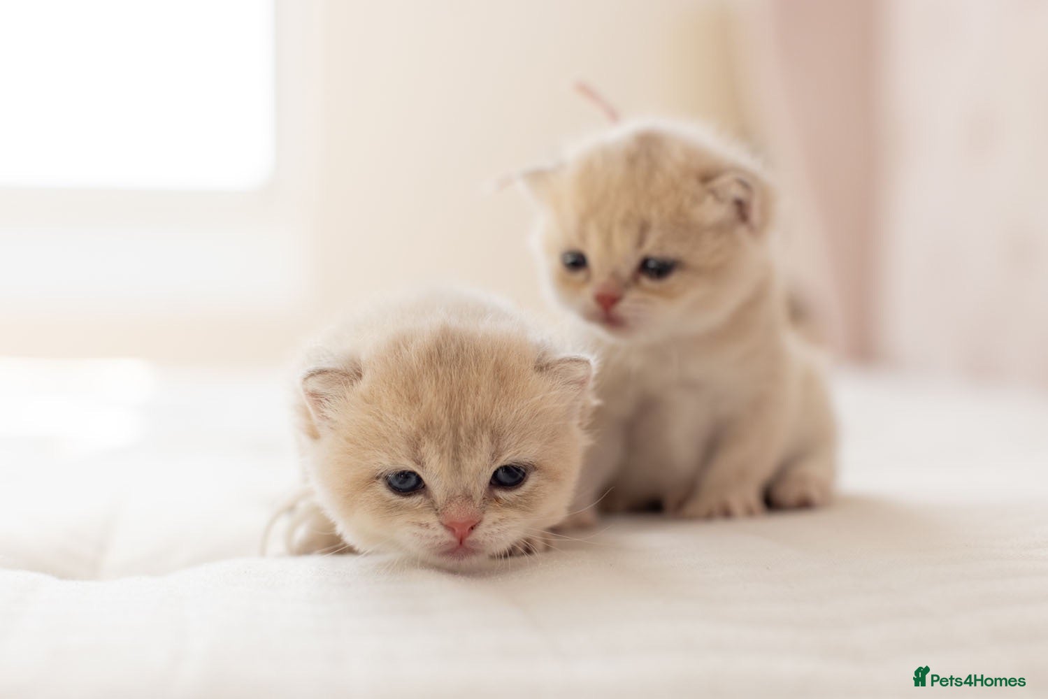 British Shorthair cats Golden Blue and Golden BSH kittens - Advert 1
