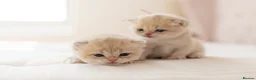 British Shorthair cats for sale: Golden Blue and Golden BSH kittens - Advert 1
