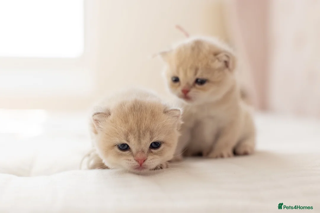 British Shorthair cats for sale: Golden Blue and Golden BSH kittens - Advert 1