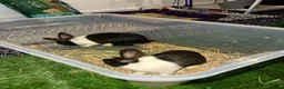 Dutch rabbits for sale: Black and white Dutch doe 9 weeks old in Burnley - Advert 12