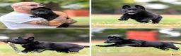 German Shepherd dogs for sale: Top working line KC GSD pups  - Advert 8