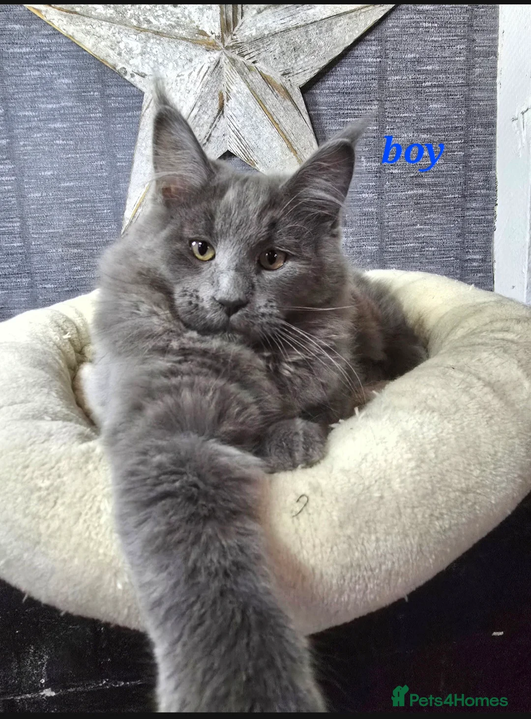 Maine Coon cats for sale: Gccf registered maine coon babies blue smoke - Advert 6