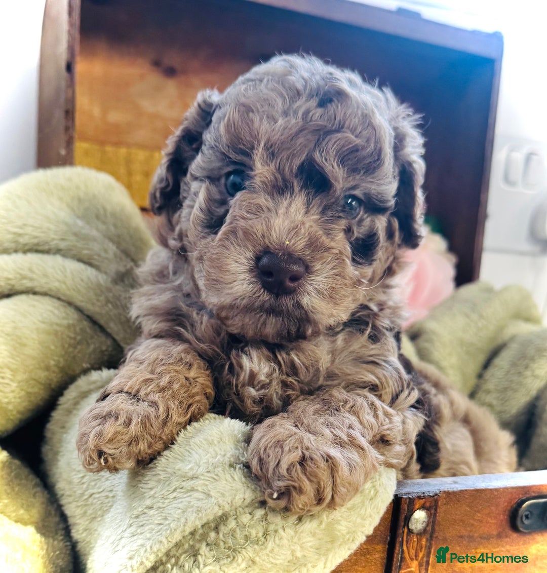 Cavapoochon dogs for sale: F1b Cavapoochon  - Image 16