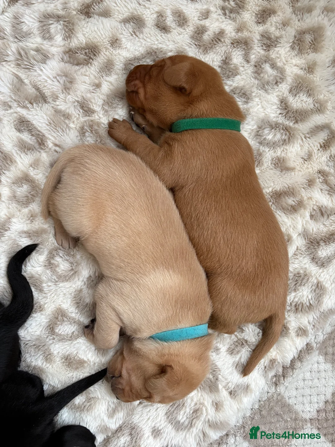 Labrador Retriever dogs for sale: 6 outstanding working Labrador retriever pups - Advert 2